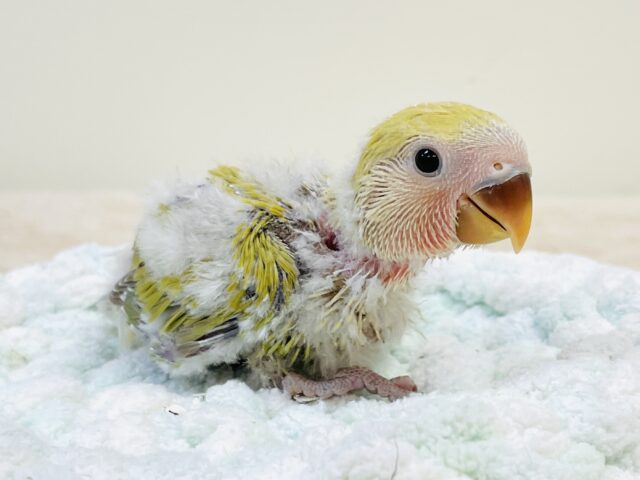 コザクラインコ（小桜インコ）