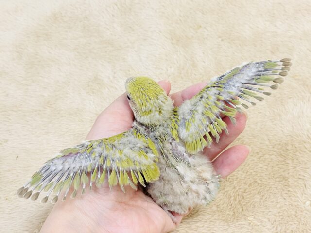 コザクラインコ（小桜インコ）