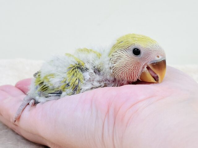 コザクラインコ（小桜インコ）