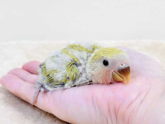 コザクラインコ（小桜インコ）
