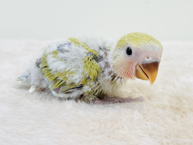 コザクラインコ（小桜インコ）