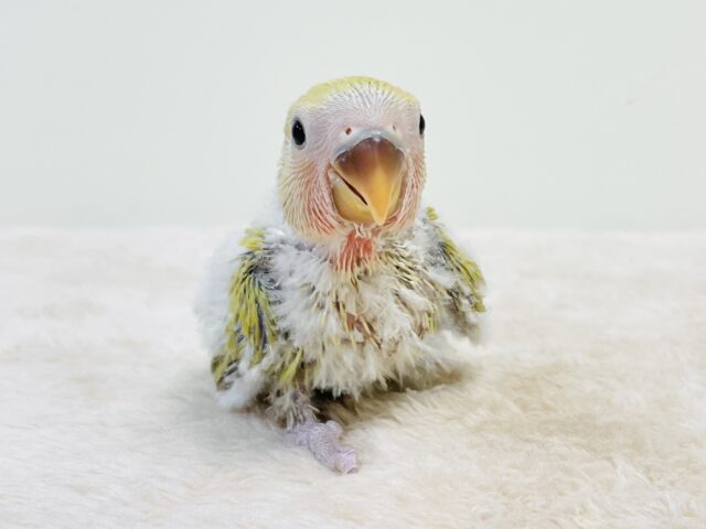 コザクラインコ（小桜インコ）