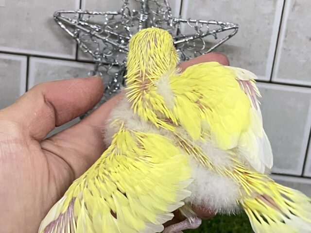 セキセイインコ