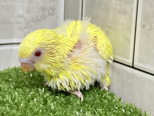 セキセイインコ