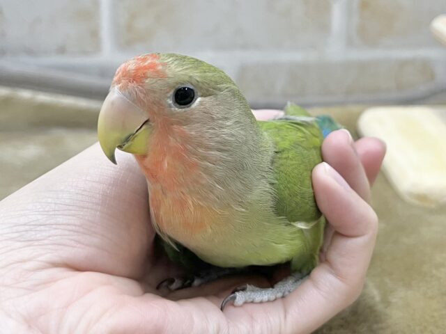 コザクラインコ（小桜インコ）