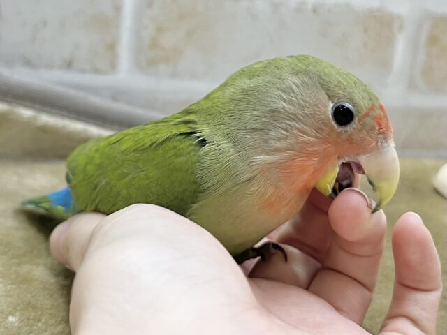 コザクラインコ（小桜インコ）