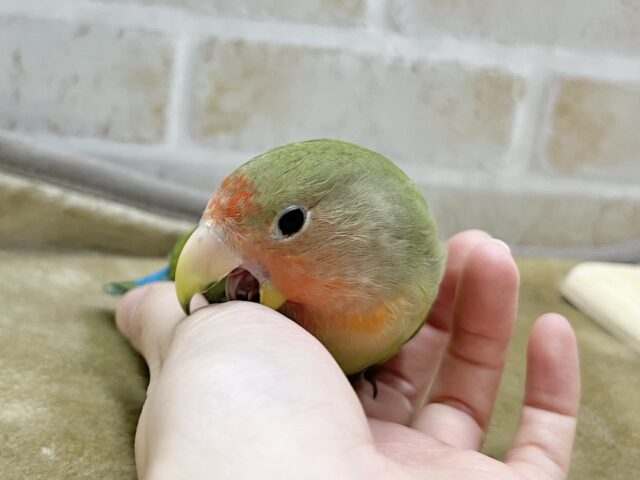 コザクラインコ（小桜インコ）