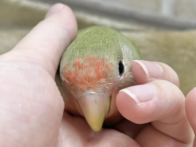 コザクラインコ（小桜インコ）