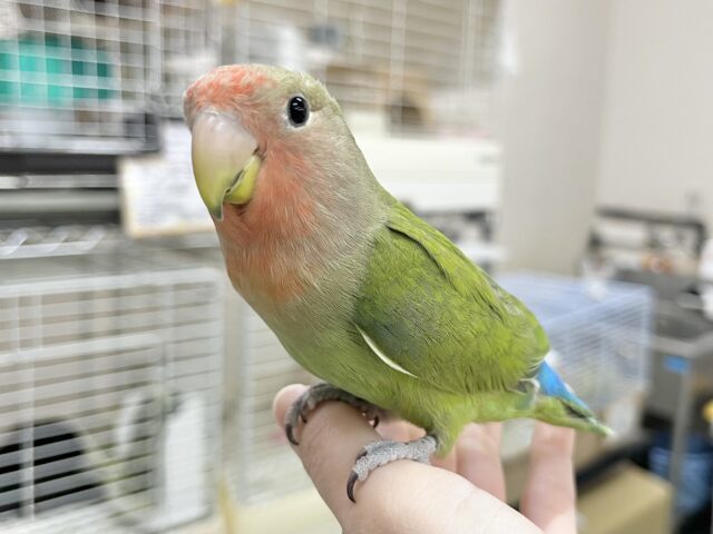 コザクラインコ（小桜インコ）