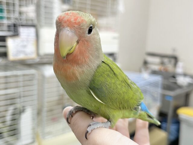 コザクラインコ（小桜インコ）