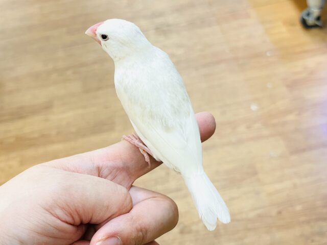 白文鳥