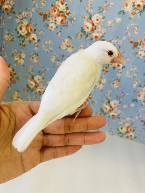 色変わり文鳥
