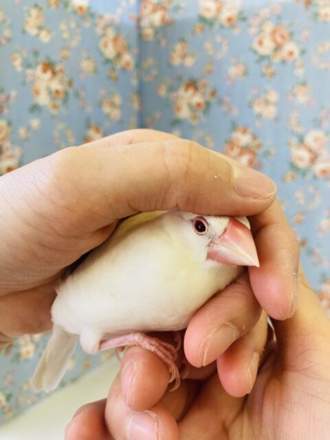色変わり文鳥