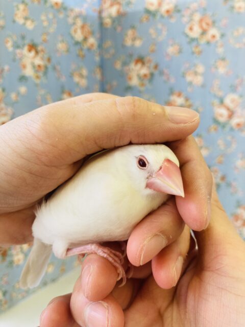 色変わり文鳥