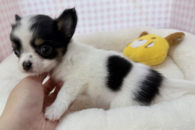 更新📷牛さんのような模様のチワワちゃん! チワワ