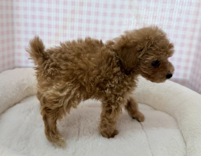 トイプードル