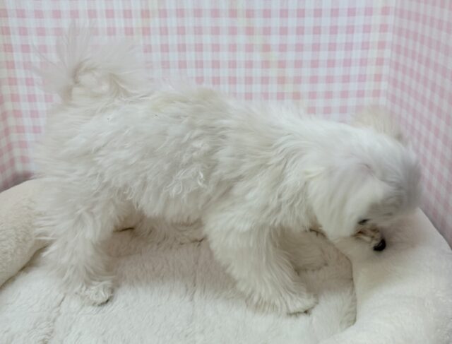 最新📷純白✨マルチーズの女の子😍 マルチーズ