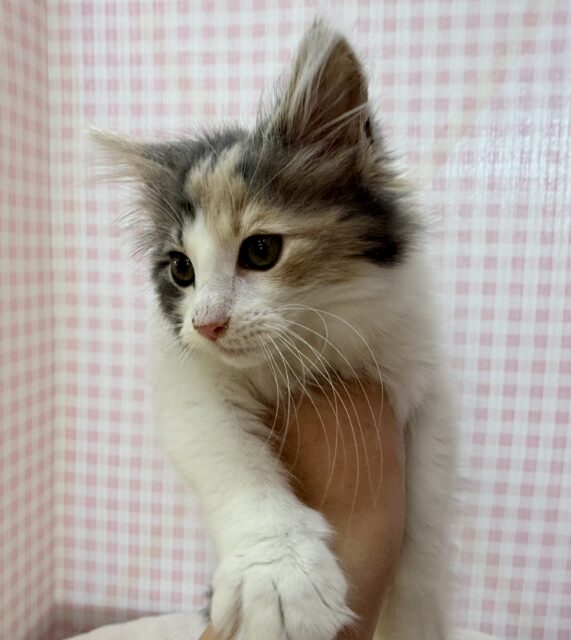 ノルウェージャンフォレストキャット