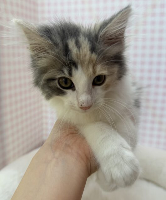 ノルウェージャンフォレストキャット