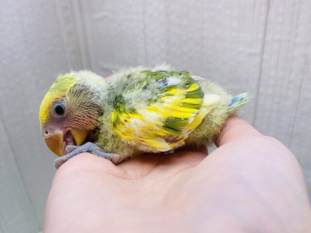 コザクラインコ（小桜インコ）