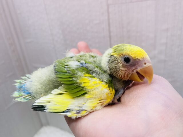 コザクラインコ（小桜インコ）