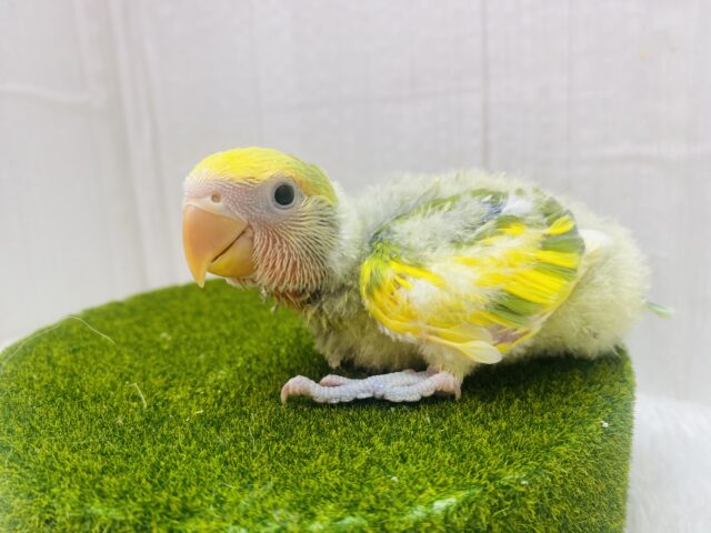 コザクラインコ（小桜インコ）