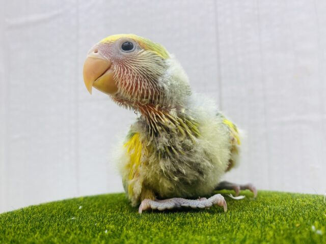 コザクラインコ（小桜インコ）