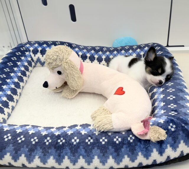 更新📷牛さんのような模様のチワワちゃん! チワワ