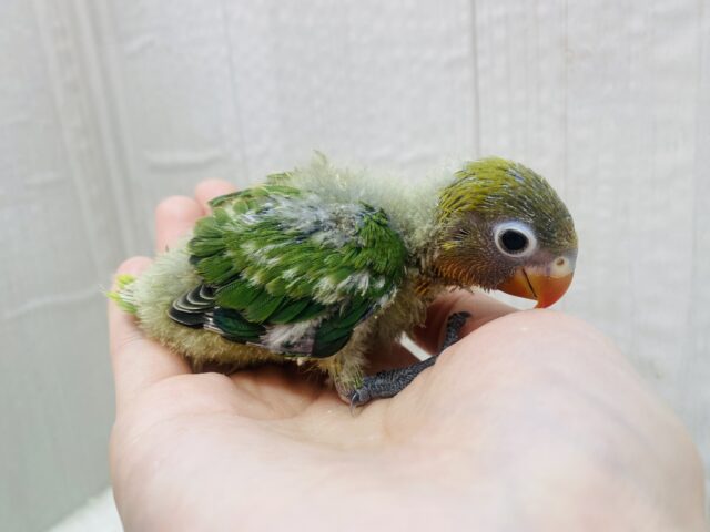 ルリゴシボタンインコ