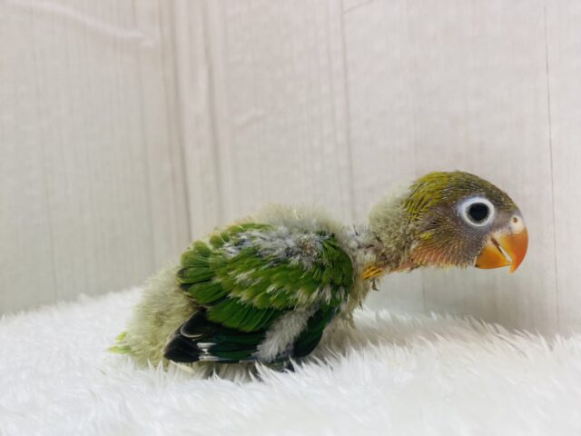 ルリゴシボタンインコ