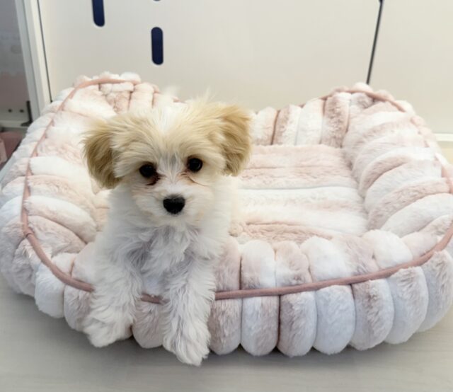 最新📷めちゃカワなキャバビションくん キャバビション