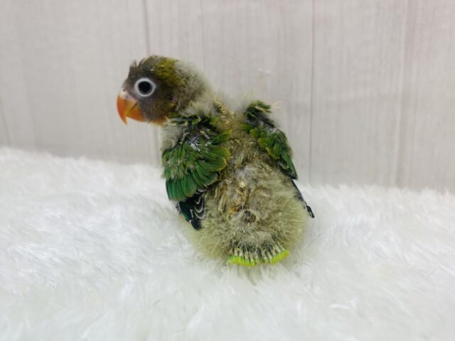 ルリゴシボタンインコ