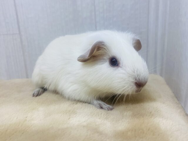 ロシアンモルモット