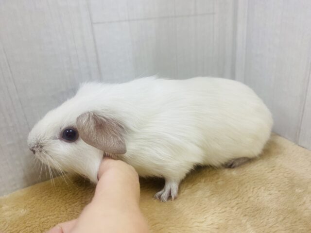 ロシアンモルモット