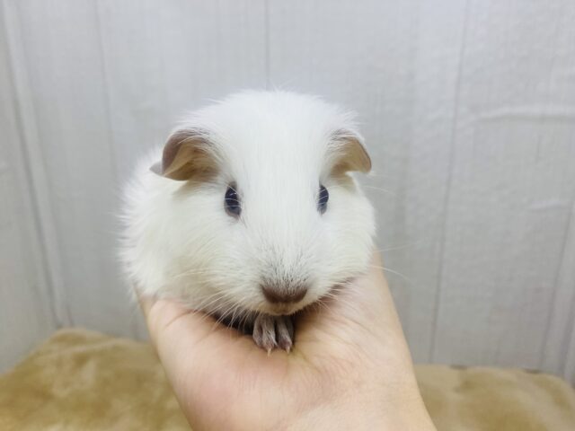 ロシアンモルモット