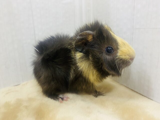 アビシニアンモルモット