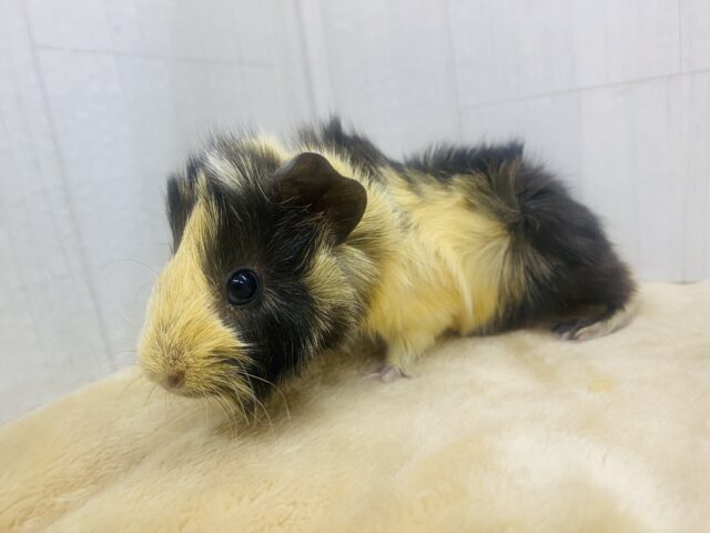 アビシニアンモルモット