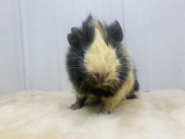 アビシニアンモルモット