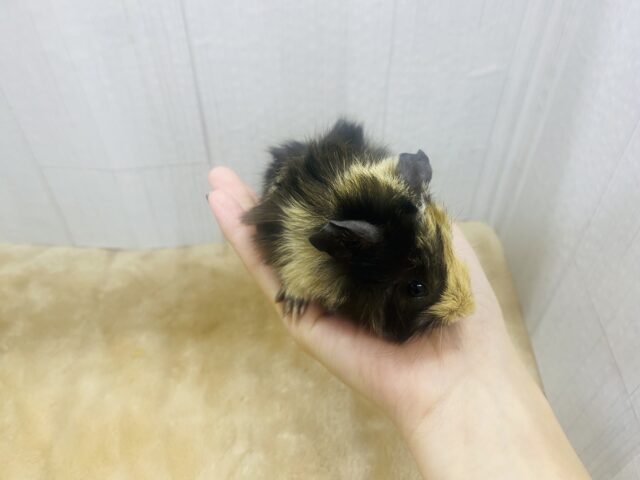 アビシニアンモルモット