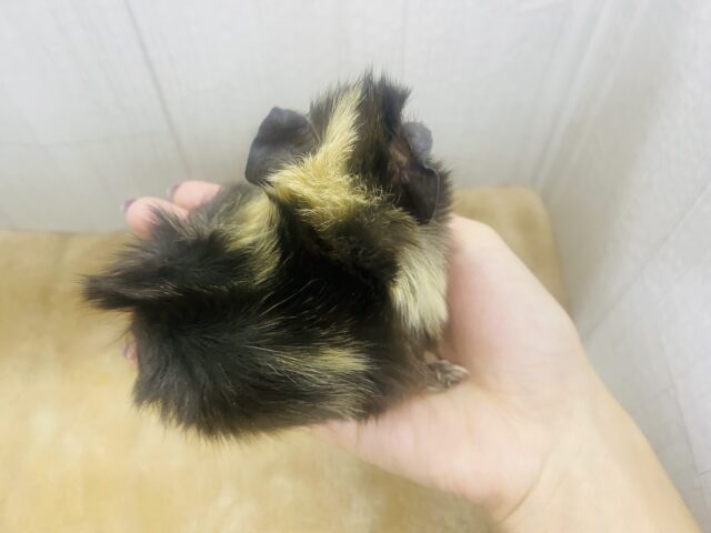 アビシニアンモルモット