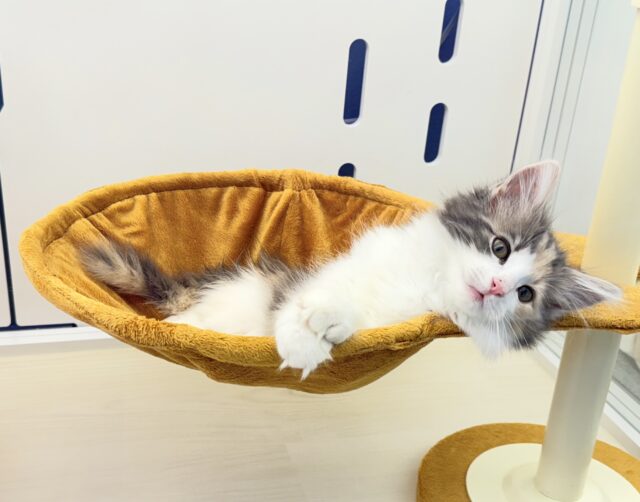 ノルウェージャンフォレストキャット