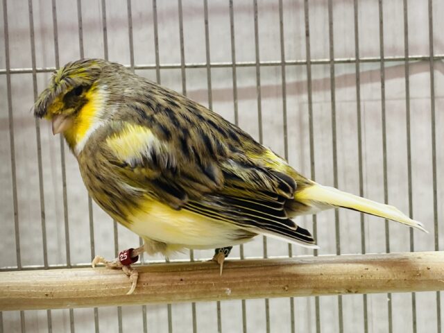 グロスターカナリア