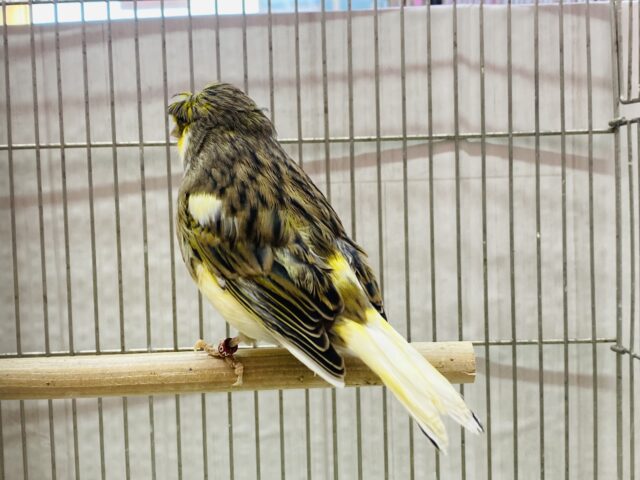 グロスターカナリア