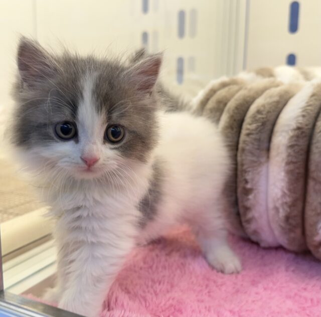 スコティッシュフォールド