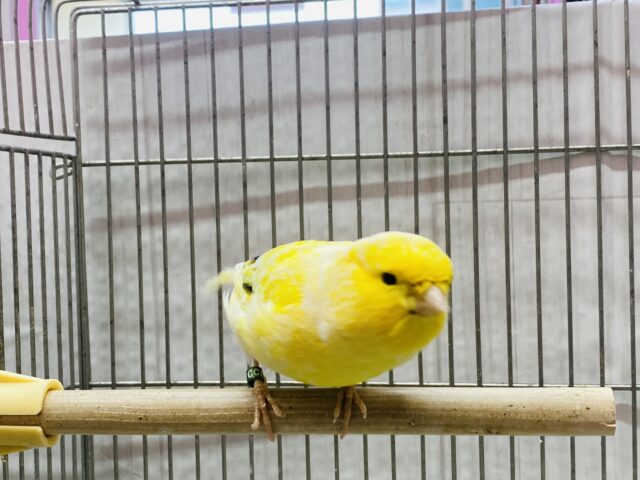 グロスターカナリア