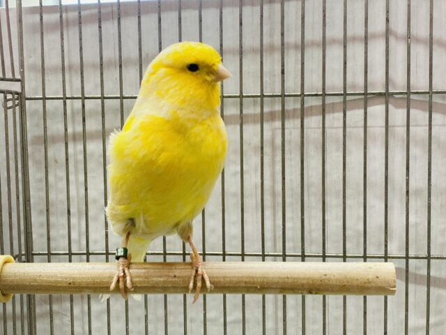 グロスターカナリア