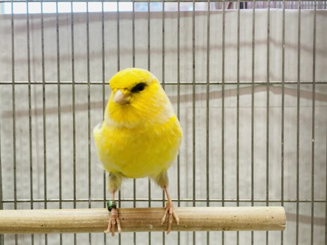 グロスターカナリア