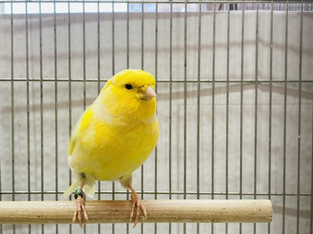 グロスターカナリア