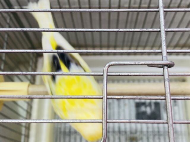 グロスターカナリア