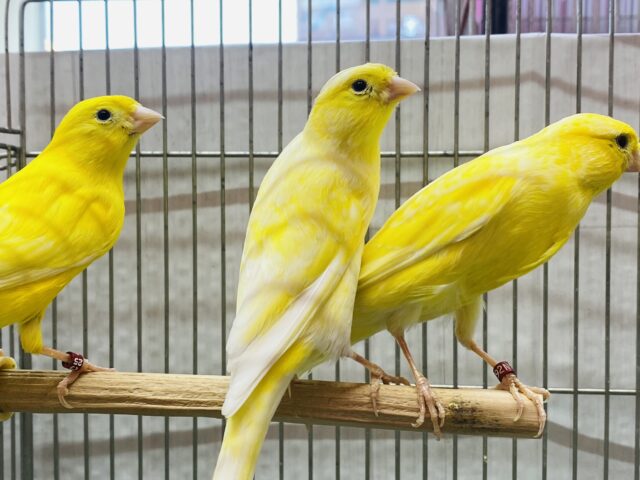 レモンカナリア